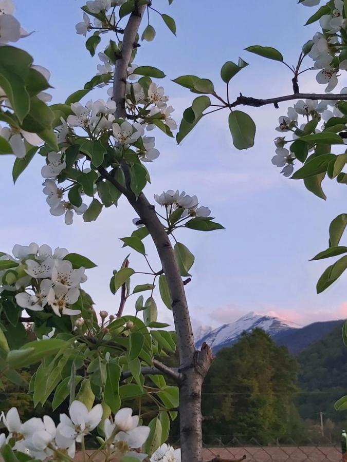 Pensiunea Maya Sâmbăta de Sus Exterior foto